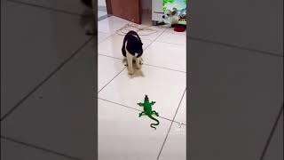 Funny cat with fake lizard