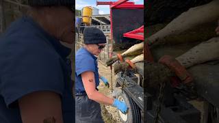 Advanced trimming of Jersy cow #cow #dairyfarming #animals #jersy #trimming #farming #farm #shorts