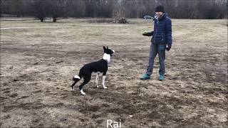 Rai - short agility adventure (tunnel & cone)