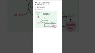 #NEETPG #BIOCHEMISTRY MCQs | Respiratory burst | phagocytosis