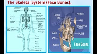 skeletal face bones part 2|What is face in skeletal system?|What is the skeleton of the face called?