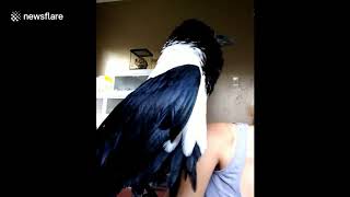 Unbelievable moment an African crow says "I LOVE YOU" to his owner