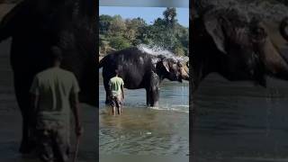 elephant #Elephant bathing #Hampi #TBRiver