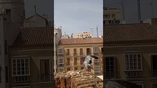 Málaga España #shortvideo