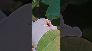 Cute Hoverfly 🌸🌱#fly #hoverfly #flower #nature #insects