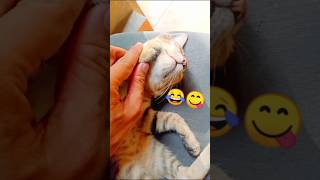 Cute Kitten sleeping | Cute cat #persiancat