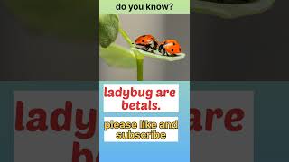 fact 89, ladybug are betels