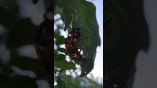 THIS IS WHAT CICADA SHELL LOOKS LIKE 【セミの抜け殻はこんな感じです】#cicada#セミ#shorts