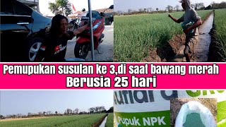 pemupukan susulan ke 3,saat bawang merah di usia 25 hari,apa manfaatnya??