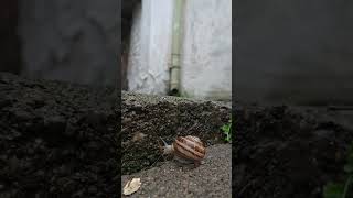 Snails Are Taking Over Your Garden! #shorts #snail