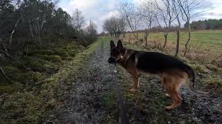 German shepherd on walk. Eros på tur. 09.11.2024. still you tubes most boring video part 1