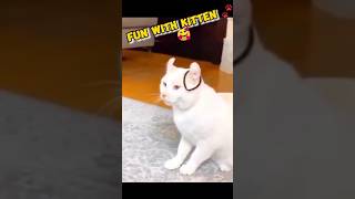 Fun with Cat | Cat Funny Video | #cattv #cat