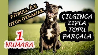 Küçük esnaf, pitbull ile  oyun oynuyor😀