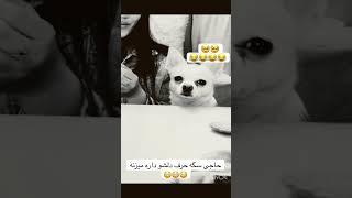 هاپوعه حرف دلشو زد باورتون نمیشه😳😳😳😳 #طنز #funny #خنده #کلیپ #خنده_دار