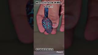 Monsterkok KML 🔥 for sale  | WhatsApp 9344828621 | #flowerhorn  #aquarius #fish #fishtank