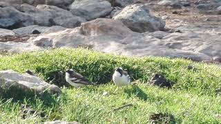 Bird watching at Mwonyo spring and sanctuary