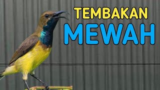 🔴 TEMBAKAN MEWAH SOGON TROTOL COCOK UNTUK PANCINGAN