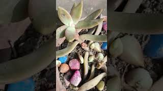 pruning of succulent