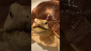 Torty the tortoise feeling cute in her bath