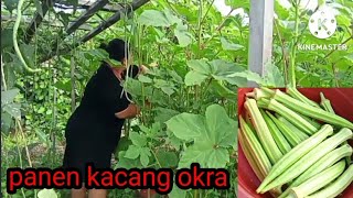 tkwmalaysia panen kacang okra atau bendi