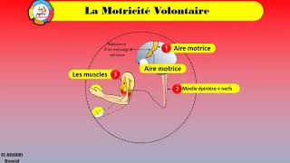 Plateforme Svt Tice || La Motricité Volontaire