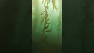 california kelp forests #fishing #spearfishing #ocean #underwater #gopro ##freedom