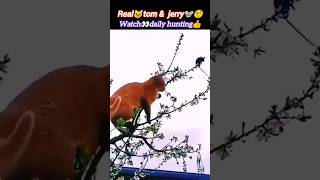 Real🐱tom and jerry🐭🤨 | cat vs mouse | cat hunting mouse | bobcat attack | @Wildshikaari007