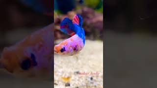 Betta Shrimp tank whatsapp reels status video