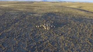 Antelope Running Through Wyoming - Drone Video