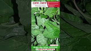 முளைக் கீரை பயன்கள் / Care To Cure