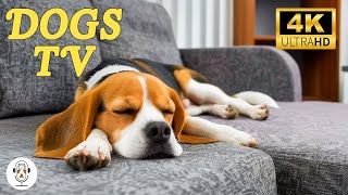 DOG TV: Video Entertain Keep Your Dog Happy When Home Alone - Deep Anti Anxiety Music for Dog