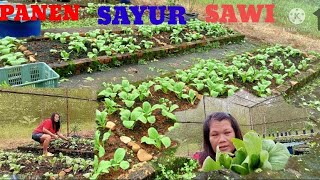 TKW MALAYSIA PANEN SAYUR SAWI