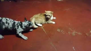 Щенок французского бульдога, играет с кошкой.🐶/French bulldog puppy playing with a disgruntled cat.