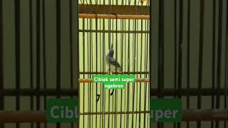 ciblek semi gacor ngebren #shortvideo #ciblek #kicaumania #pancingan