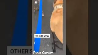 Other Dogs and My Dog....😁😁😁 whatsapp status