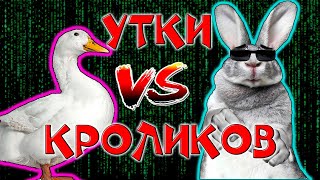 Утки или кролики / Кто круче?