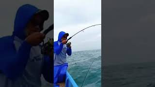 Reel RYOBI MATURITY vs kakap merah 8 kg up km ALFAREZ-x