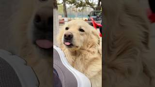 Pyaar ki Apne Ik Language Hoti hai #viral #ytshorts #new #cute #dog #animals