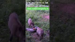 Kad garšo saldā kukurūza/When Wild Boar Love Sweet Corn