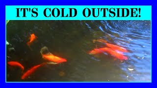 Episode 100 - Koi Ponds and Cold Winters. Keeping your fish safe and healthy during the winter.