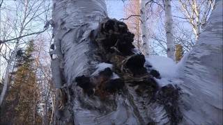 Chaga: The Ethics and Responsibility When Harvesting