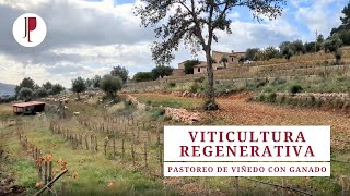 Viticultura regenerativa. Pastoreo de viñedo con ganado