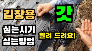 김장용 갓 이렇게 심으세요!  갓심는시기, 김장용갓심는시기, 김장갓, 갓, 김장용갓, 갓심는방법, 김장용갓심는방법, 갓심는법, 김장갓심기, 김장갓파종시기, 갓심기,김장갓심는시기