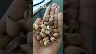 Gmelina arborea seedsगंभारी के बीज। ayurvedic #medicinalplants #ayurveda