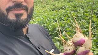 Organic Farm Visit with Kids 🥒🥔🥦🥕🌽🍆🥗🍅