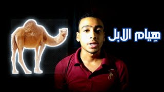 هيام الابل ليه بناكل الجمل افعي!؟ #shorts