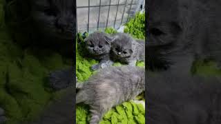 2 weeks old kittens, starts exploring 😊 #kitten #bsh #britishblue #britishshorthair #newbornkitten