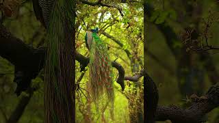 Peacock 🦚 National Bird Of India 🇮🇳 ♥️  - @PMLoveNatureClasses