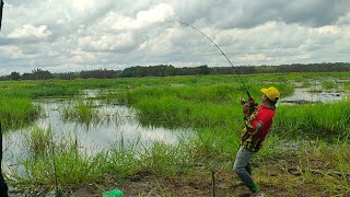 Rill JEBOL GARA GARA NARIK IKAN TOMAN SEPERTI NARIK KAMBING