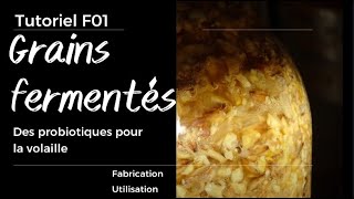 F01  Nourrir sa volaille avec des grains fermentés